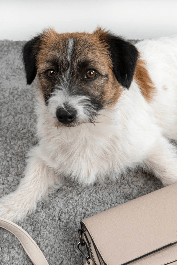 Pet Urine Treatment In Ventura